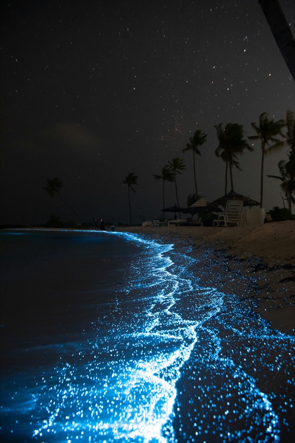 Bioluminiscencias — Puerto Escondido, Oaxaca